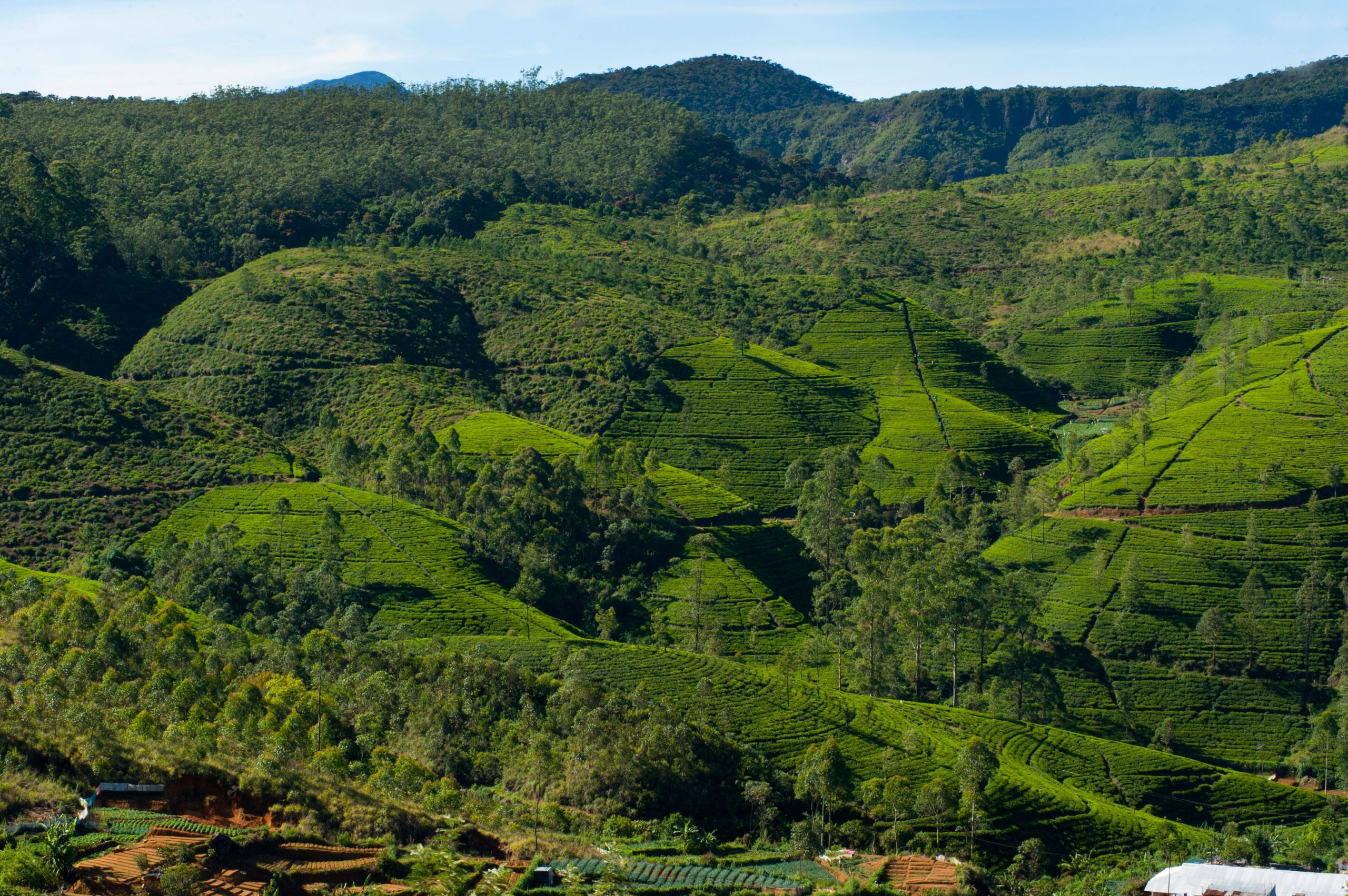 How Thomas Lipton Turned Ceylon Tea Into a Global Empire
