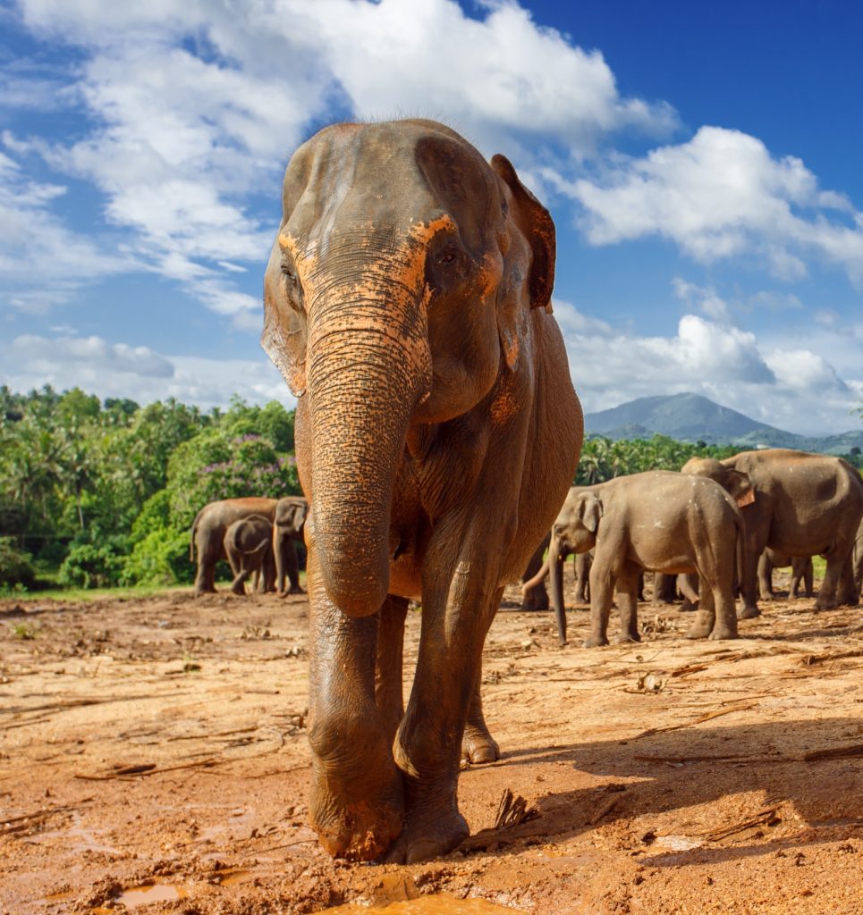 elephant heard in sri lanka